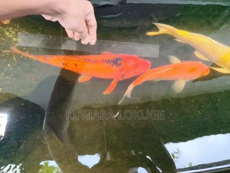 Carp Fish