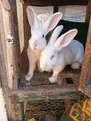 Rabbit
