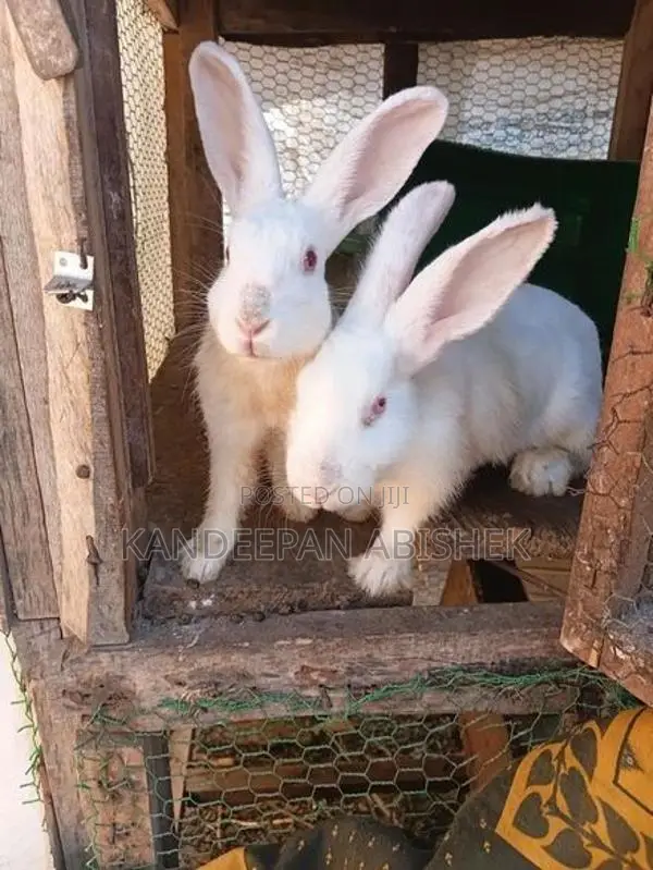 Rabbit