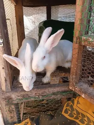 Rabbit