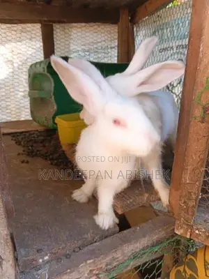Rabbit