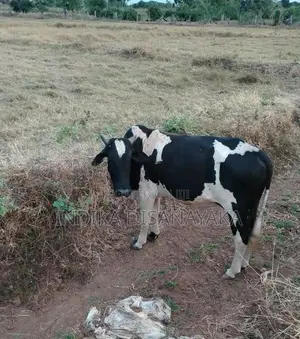 Milk Cow