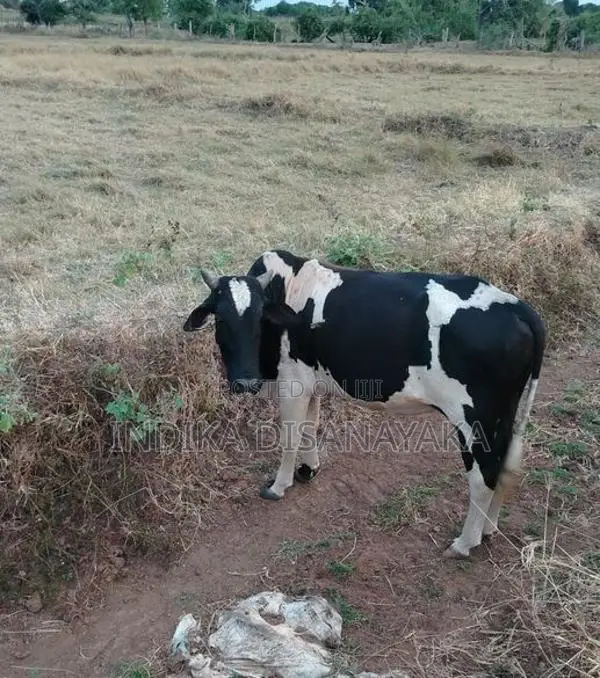 Milk Cow