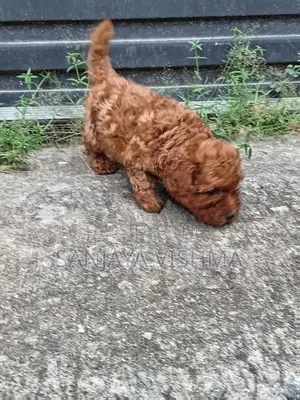 Toy Poodle Puppy