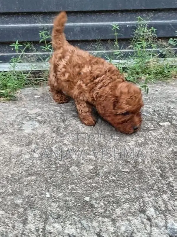 Toy Poodle Puppy