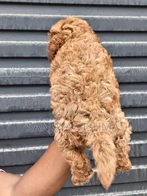 Toy Poodle Puppy