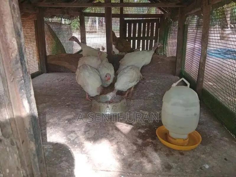 Gini Koli