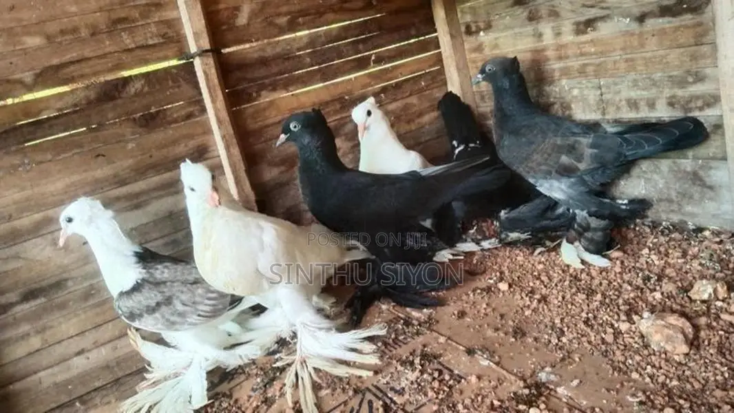 Pigeon Click Set