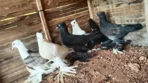 Pigeon Click Set