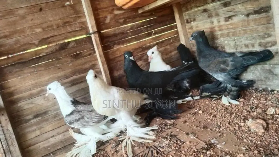 Pigeon Click Set