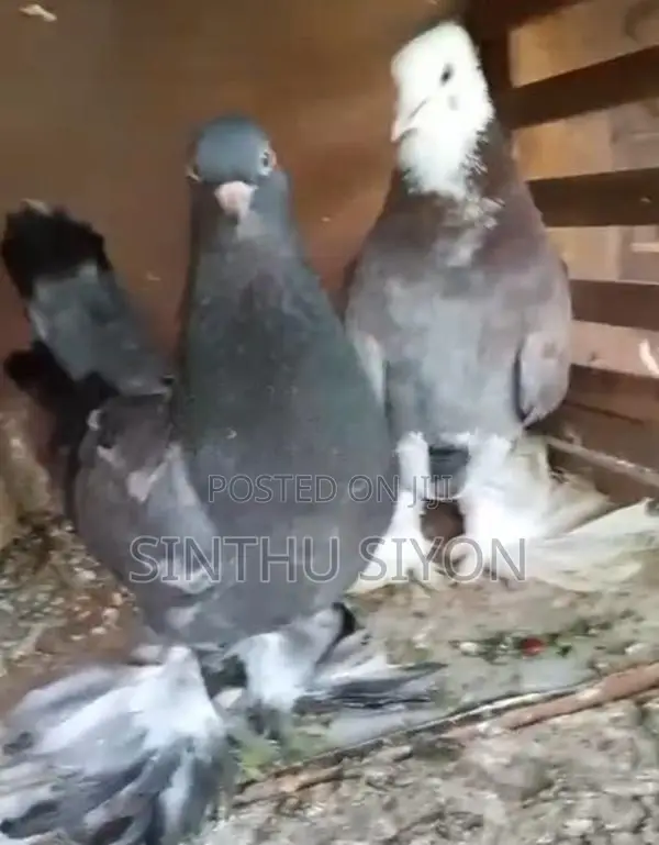 Pigeon Click Set