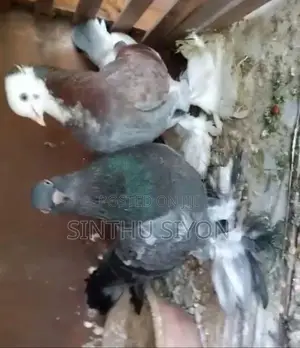 Pigeon Click Set