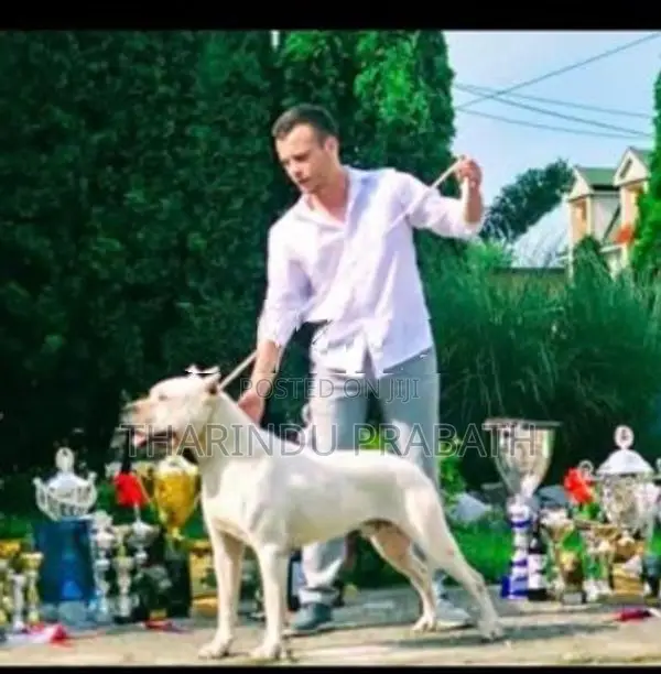 Dogo Argentino