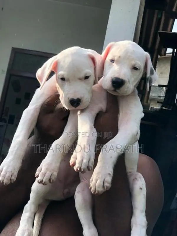 Dogo Argentino