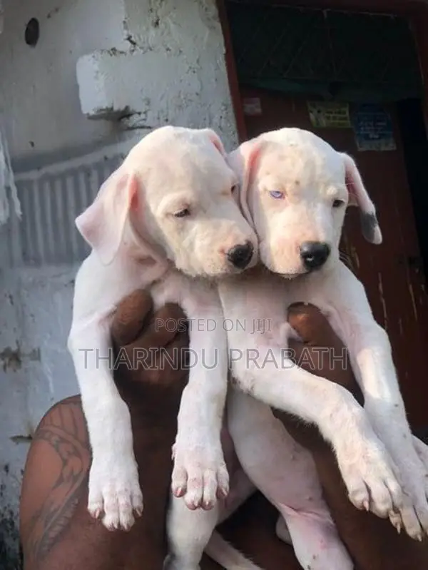 Dogo Argentino