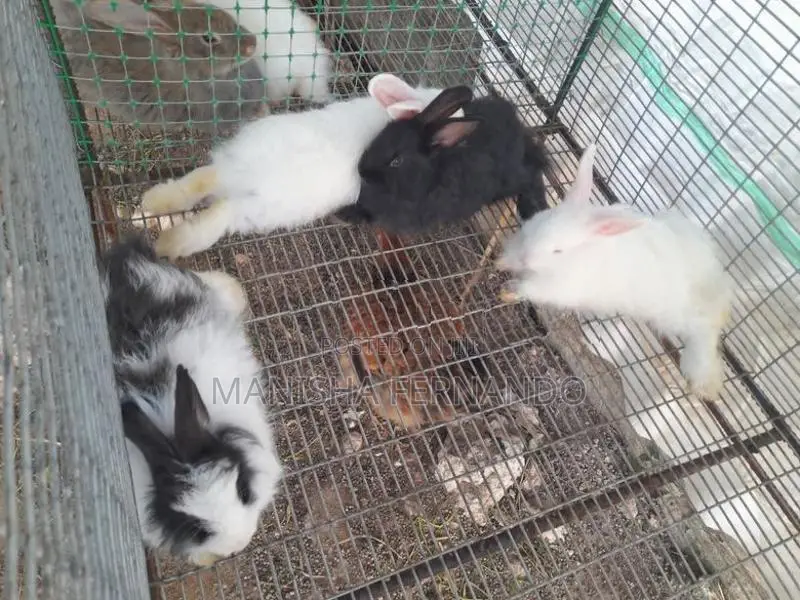 Rabbits