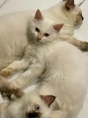 Persian Cat