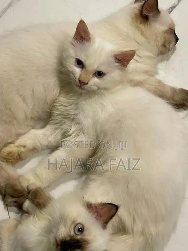 Persian Cat