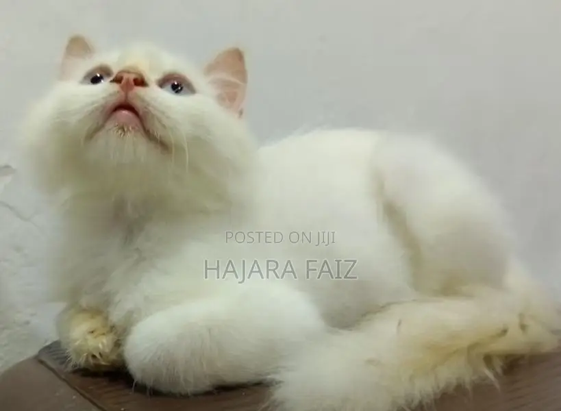 Persian Cat