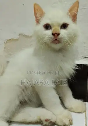 Persian Cat