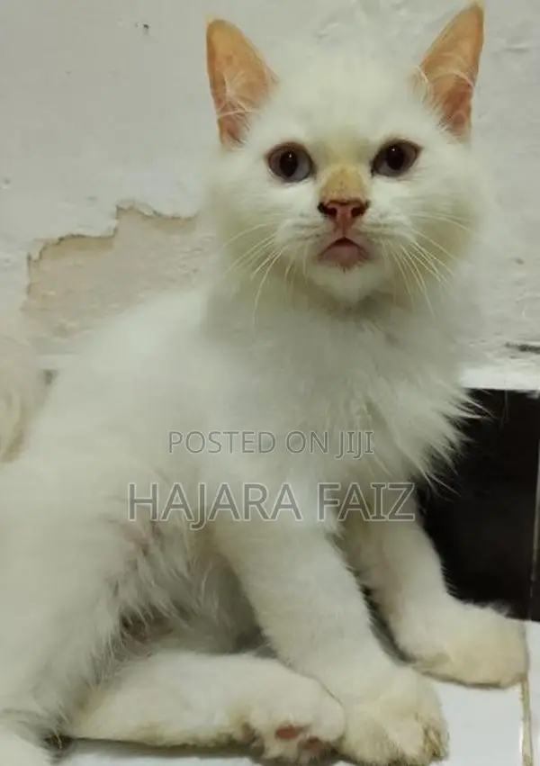 Persian Cat