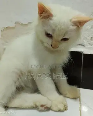 Persian Cat