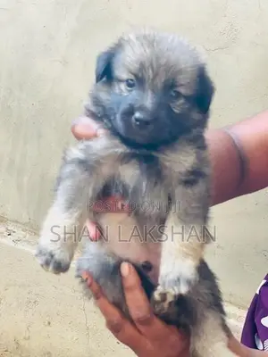 Pomeranian Dog