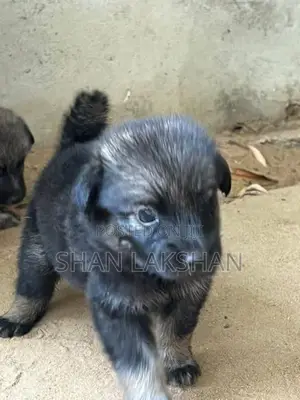 Pomeranian Dog