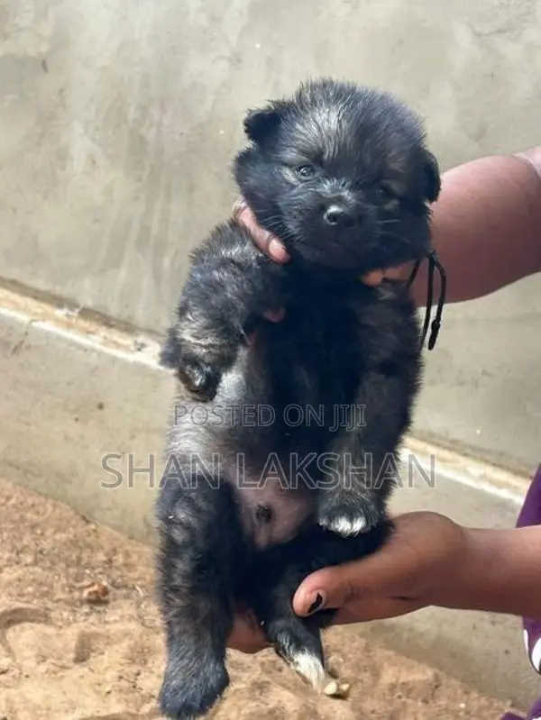 Pomeranian Dog