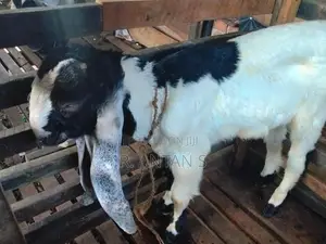 යමුනා පරි පිරිමි