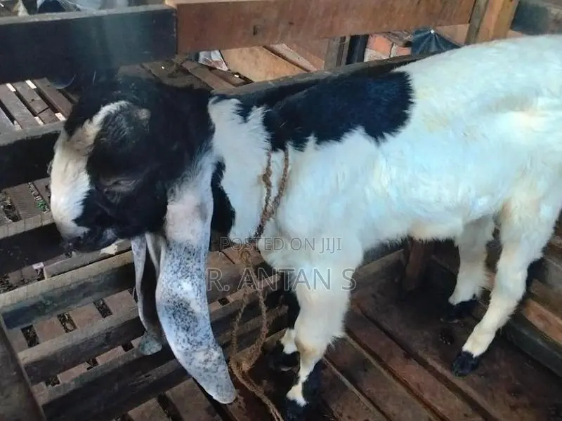 යමුනා පරි පිරිමි
