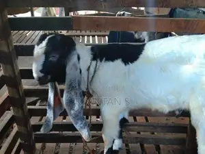 යමුනා පරි පිරිමි
