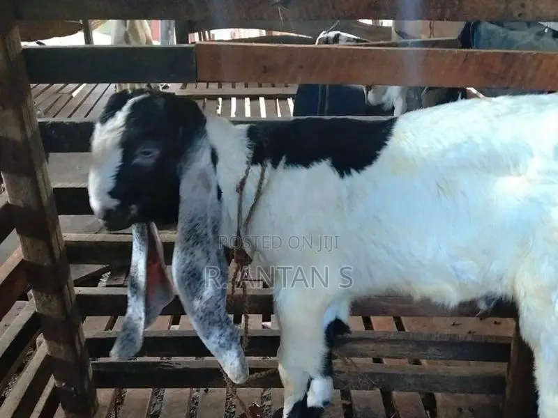 යමුනා පරි පිරිමි