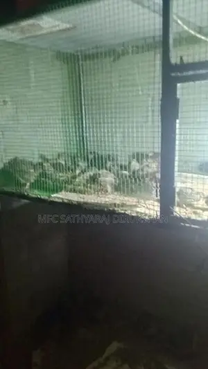 Kadai Koli Kolikadai