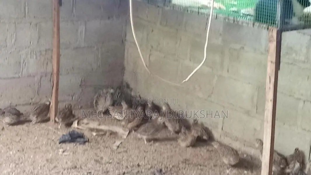 Kadai Koli Kolikadai
