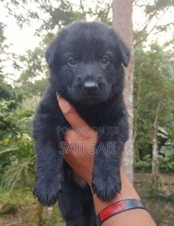 German Shepherd Puppy