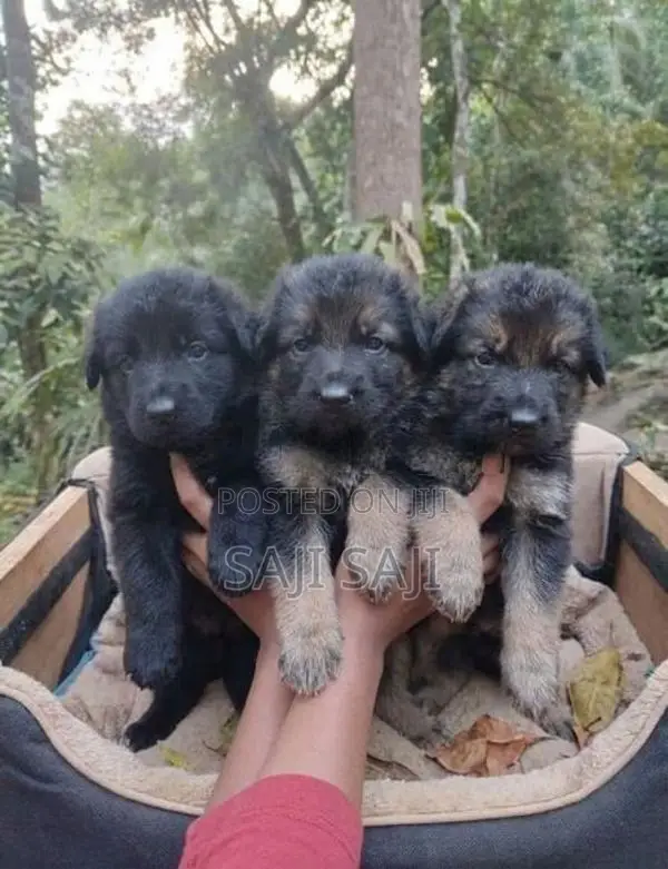 German Shepherd Puppy
