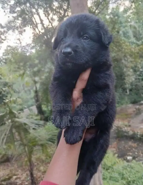 German Shepherd Puppy