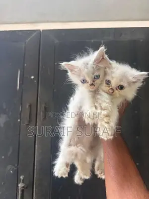 Persian Cat