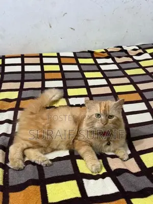 Persian Cat