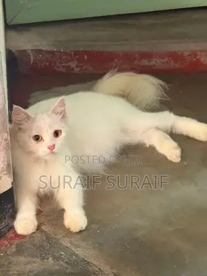 Persian Cat