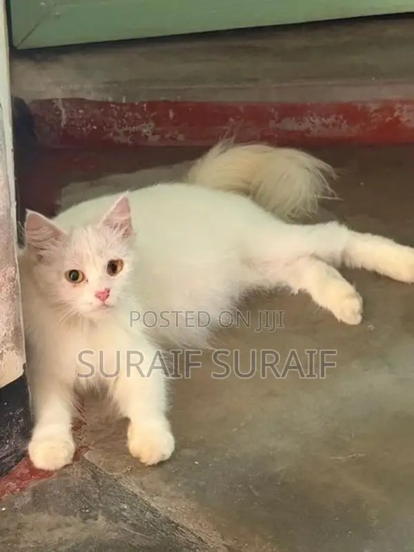 Persian Cat