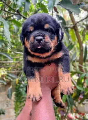 Rottweiler Puppies