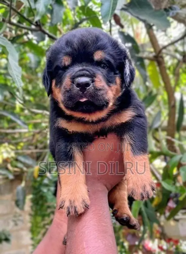 Rottweiler Puppies