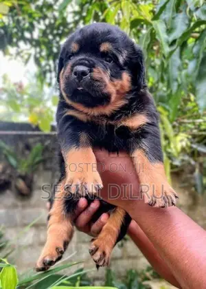 Rottweiler Puppies