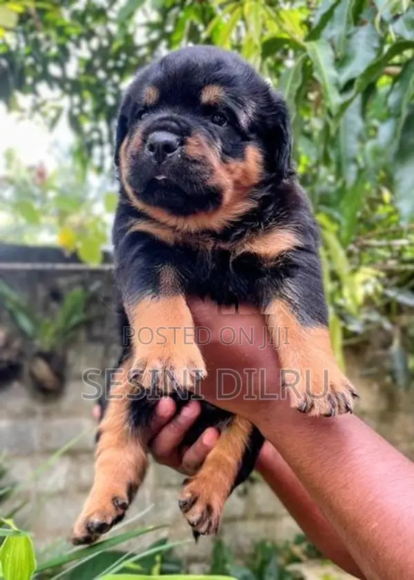 Rottweiler Puppies