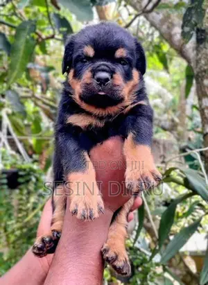 Rottweiler Puppies
