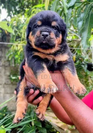 Rottweiler Puppies