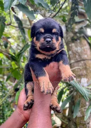 Rottweiler Puppies