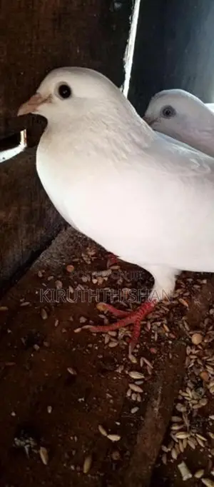 Pigeon